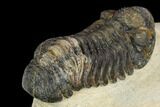 Bargain, Morocops Trilobite - Visible Eye Facets #120056-3